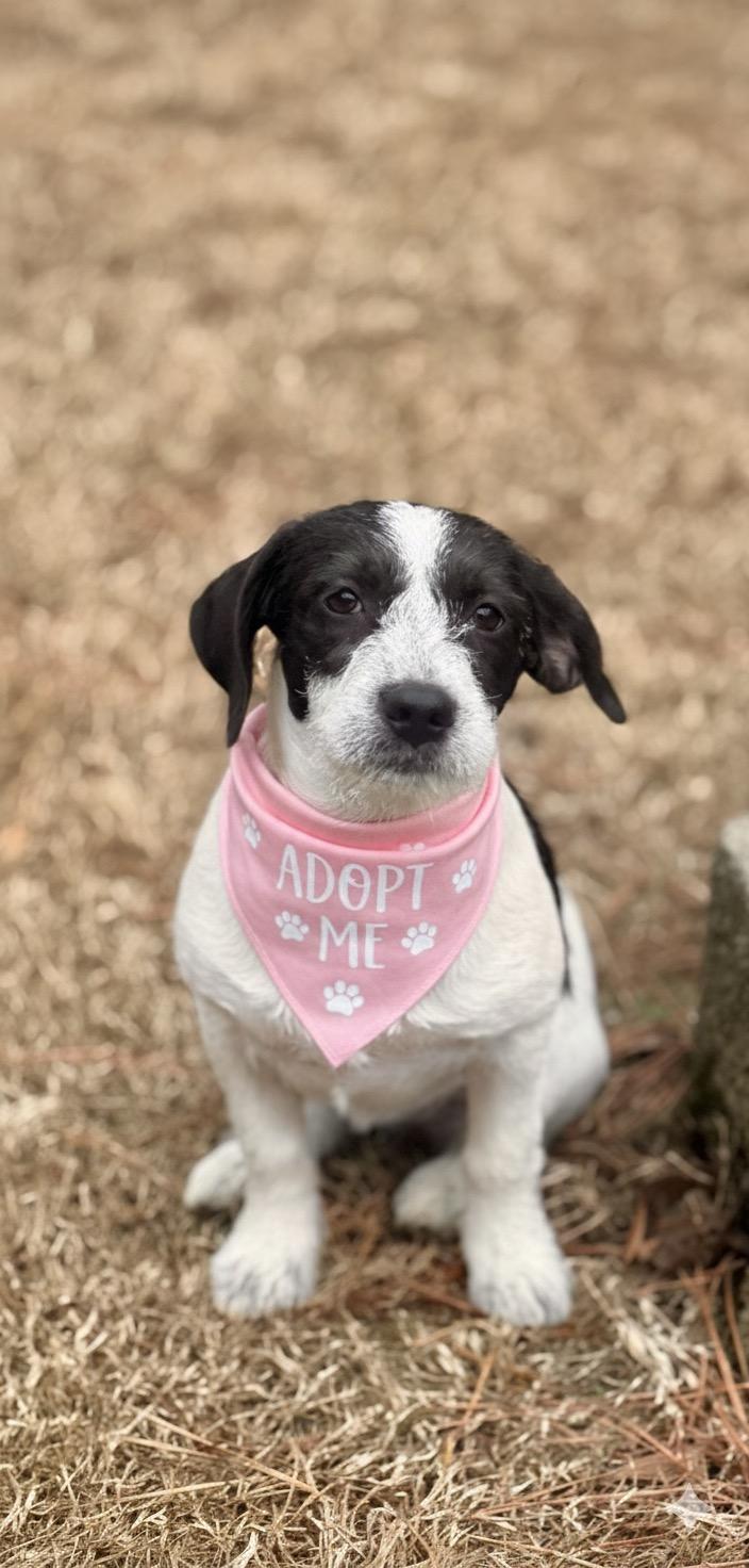 A young medium-sized female Black Basset Hound dog named Fiona for adoption in Brierfield, AL