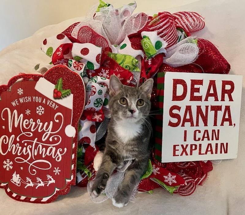 Cocktail Crew Cosmopolitan