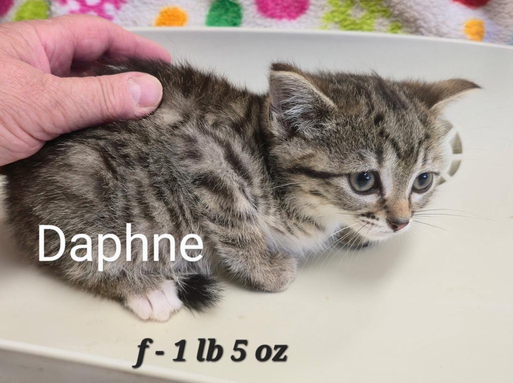 Daphane