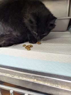 A young medium-sized female Black Domestic Long Hair cat named Cinderella for adoption in Rocky Mount, NC