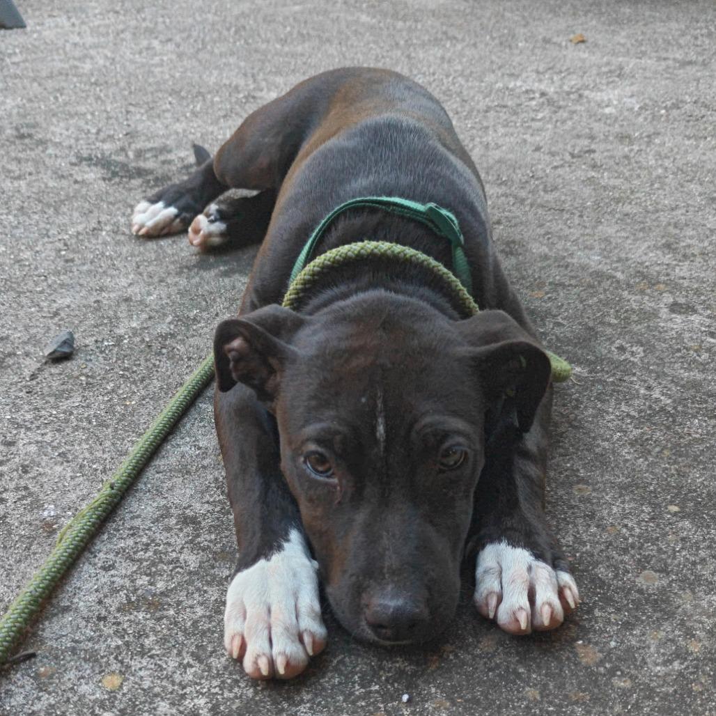 A baby medium-sized male Black Labrador Retriever dog named Ducky for adoption in Cleveland, TX