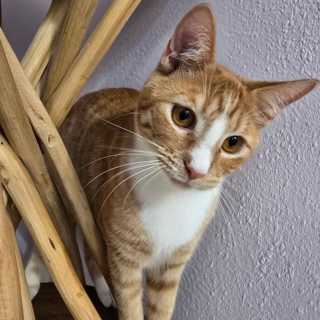 Pork Chop Pete photo 1