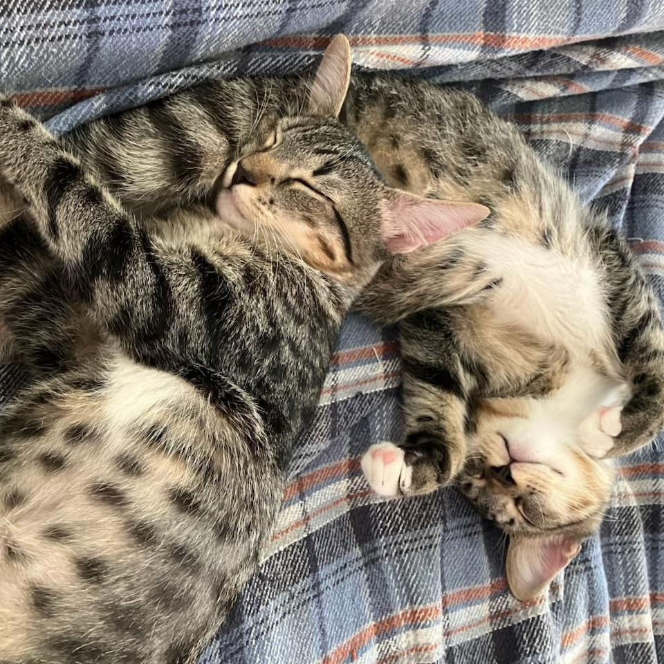 A baby small-sized female Tabby (Tiger Striped) Domestic Short Hair cat named Techno & Geisha Bonded for adoption in Boca Raton, FL