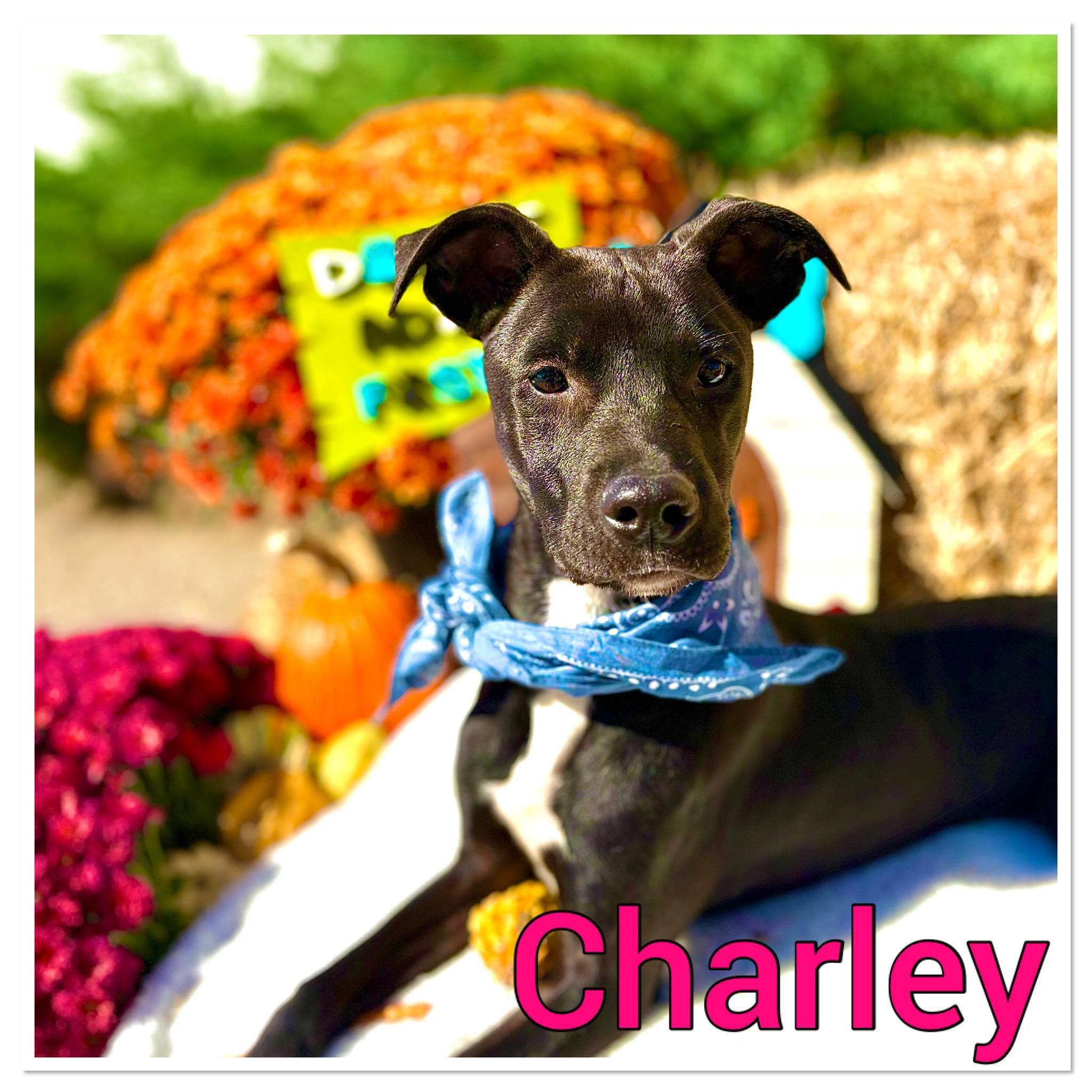 Charley