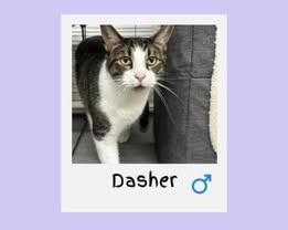 Dasher