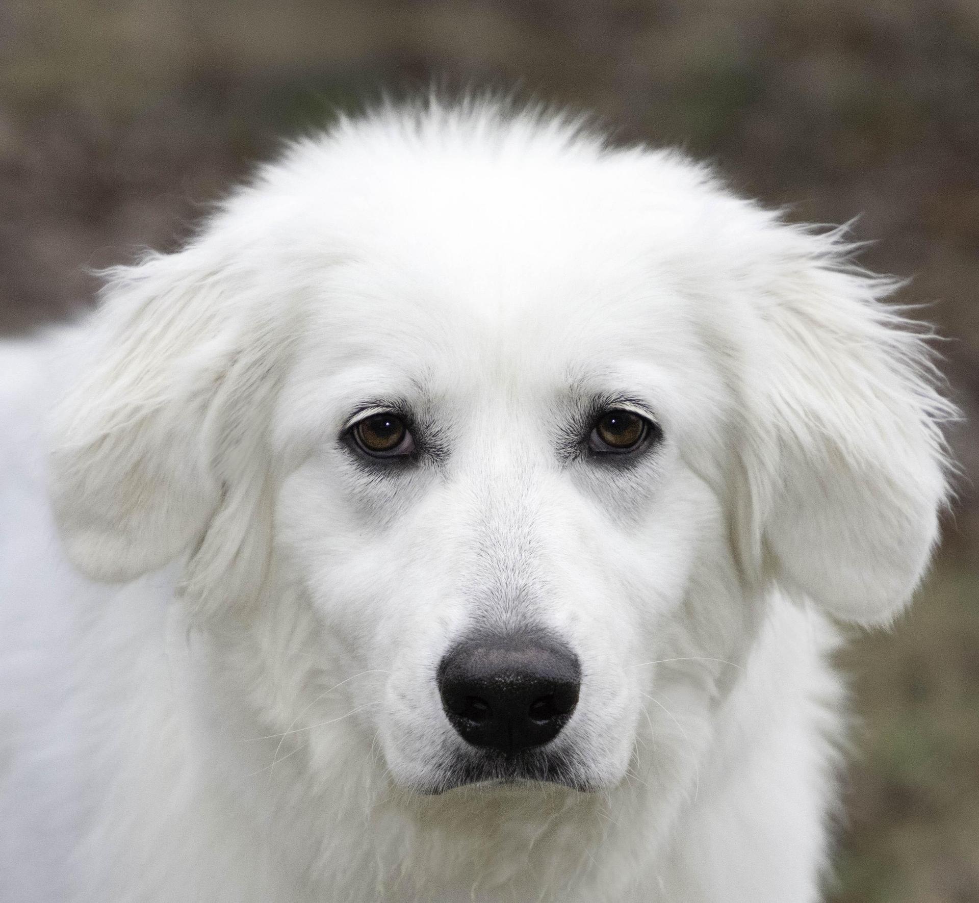 A young medium-sized female White / Cream Great Pyrenees dog named Dixie for adoption in Nashville, TN
