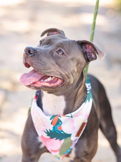 An adult large-sized female Pit Bull Terrier dog named Layla Balayla for adoption in Atlanta, GA