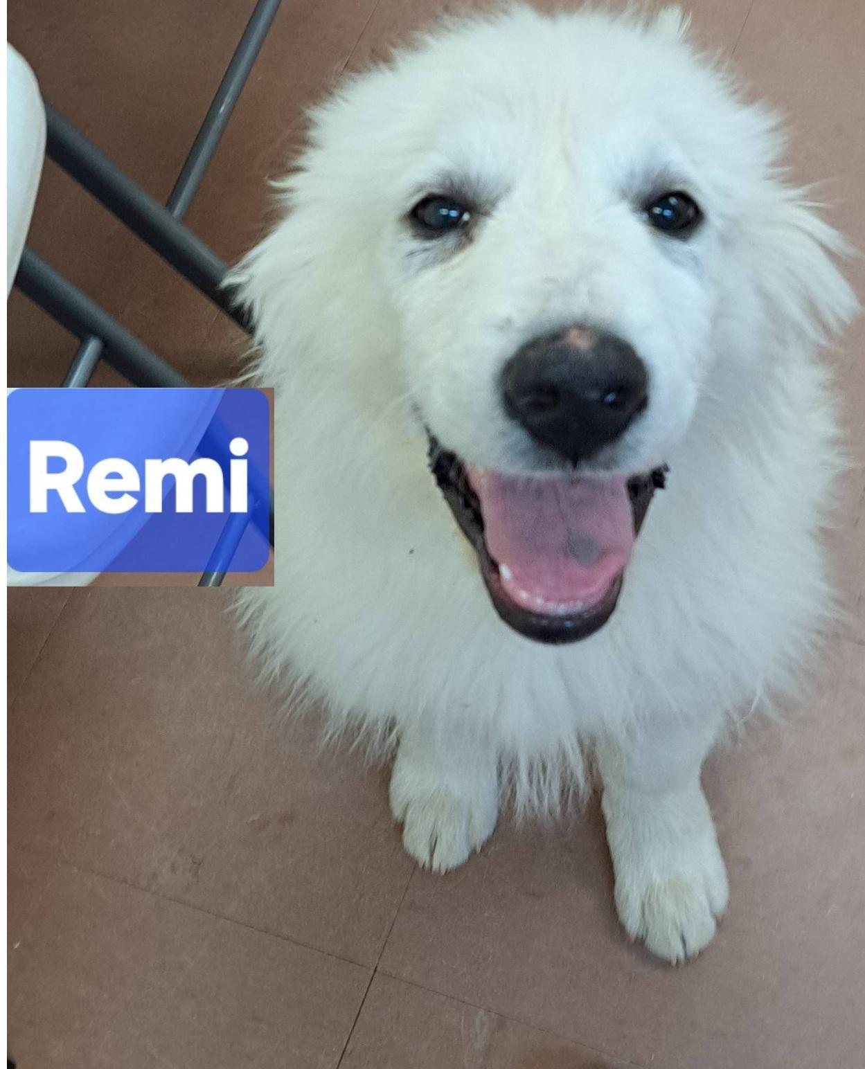 Remi