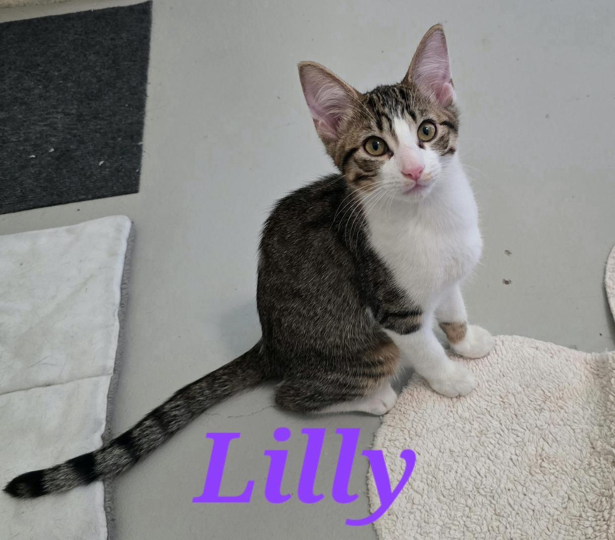 Lily