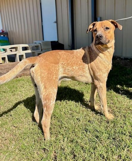 A young large-sized male Australian Cattle Dog / Blue Heeler dog named Benny for adoption in Bandera, TX