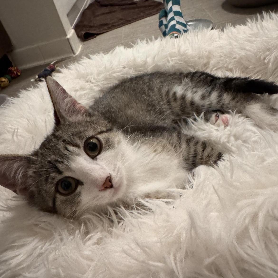 A young medium-sized female Tabby (Buff / Tan / Fawn) Tabby cat named Clara Cuddle Bug for adoption in Macomb, MI