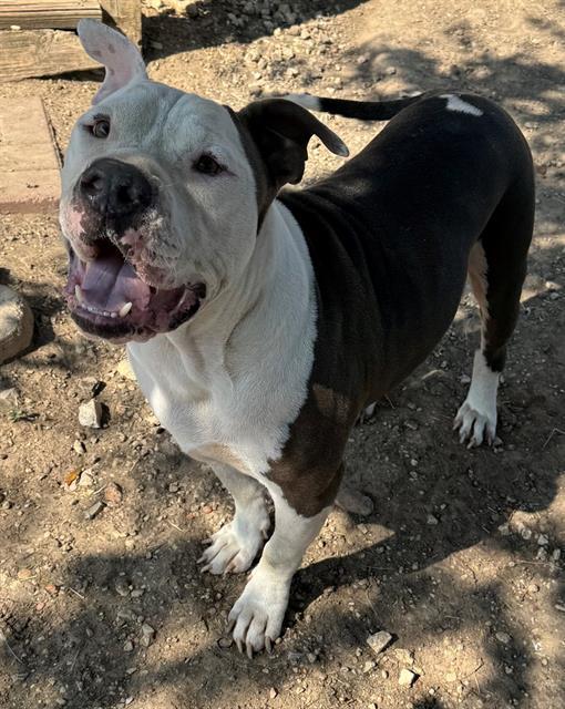 An adult large-sized male American Staffordshire Terrier dog named Blu for adoption in San Antonio, TX
