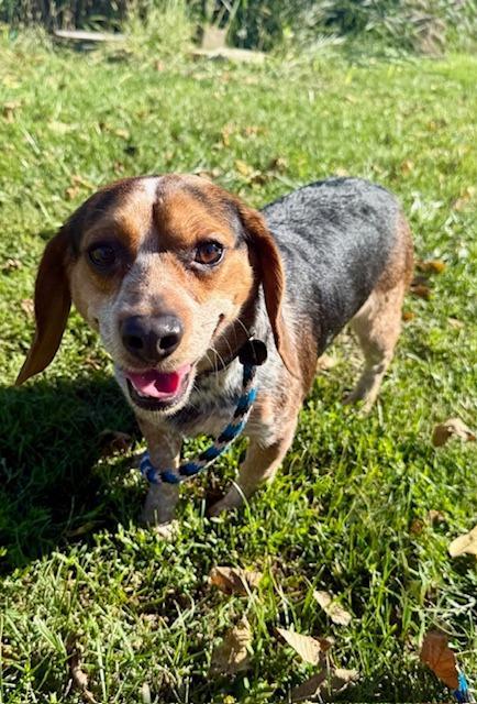 An adult medium-sized male Beagle dog named Ted for adoption in Shorewood, IL
