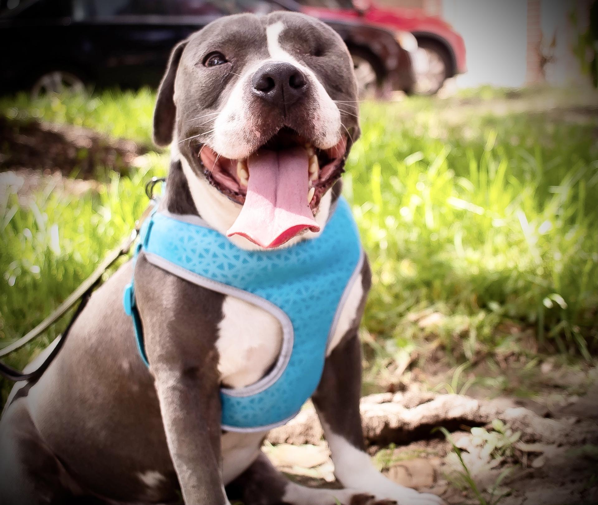 An adult large-sized male Gray / Blue / Silver American Staffordshire Terrier dog named Jasperi Wat for adoption in Missouri City, TX