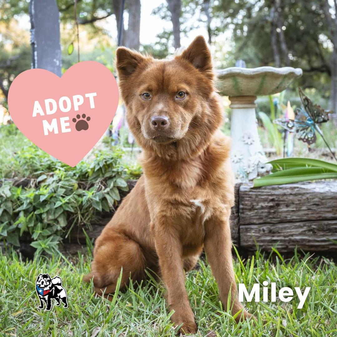 A young medium-sized female Red / Chestnut / Orange Chow Chow dog named Miley for adoption in Houston, TX