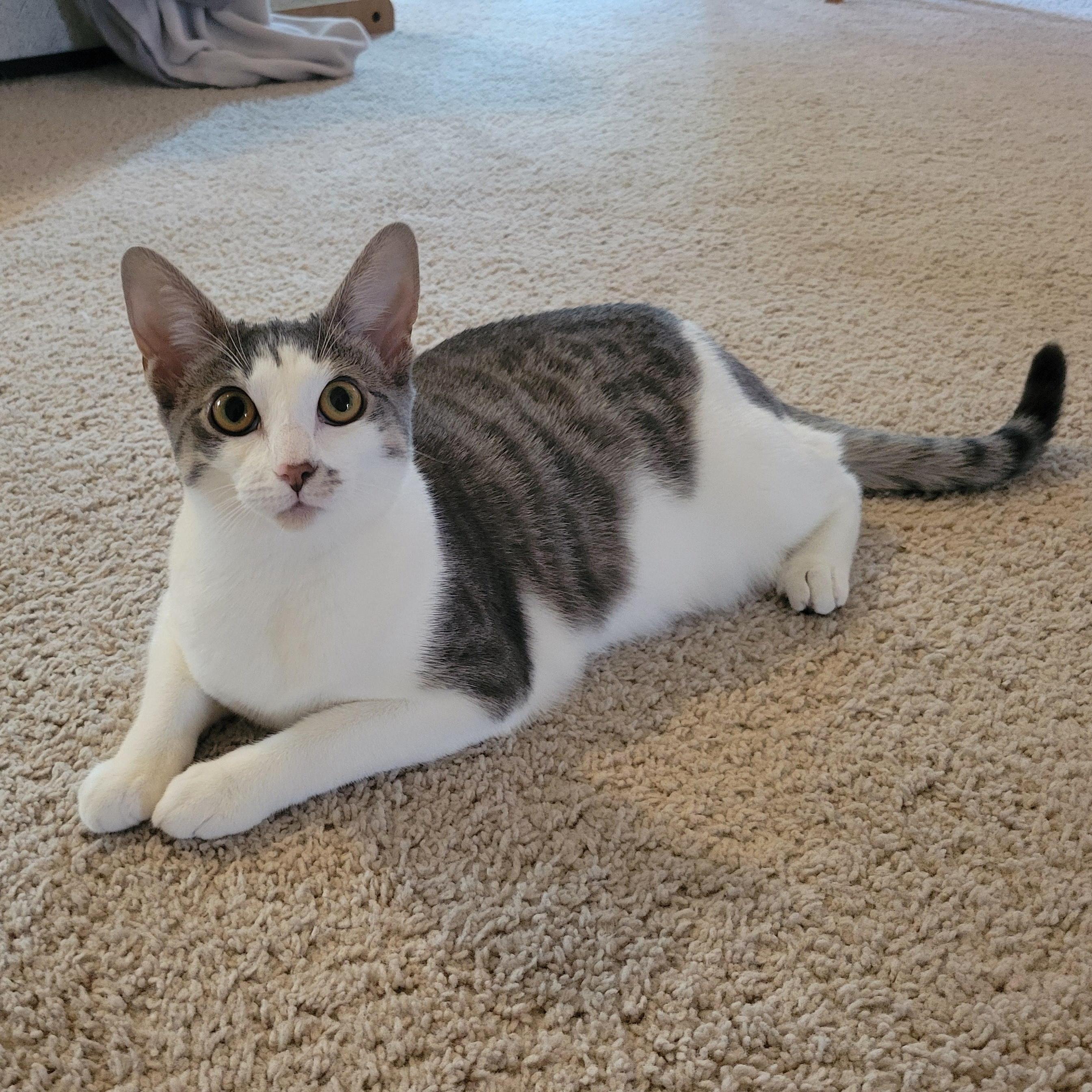 Sirius Black photo 1