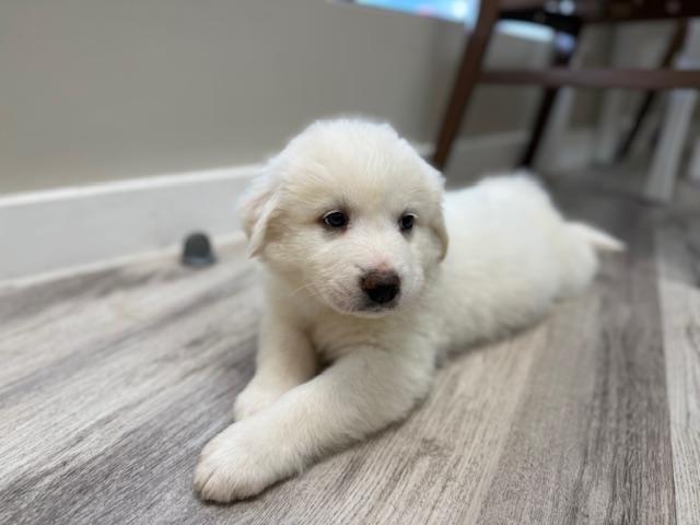 Great Pyreneesanatolian Shepherd Puppies!