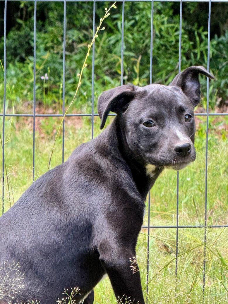 A young medium-sized female Pit Bull Terrier dog named Onyx for adoption in Fosters, AL