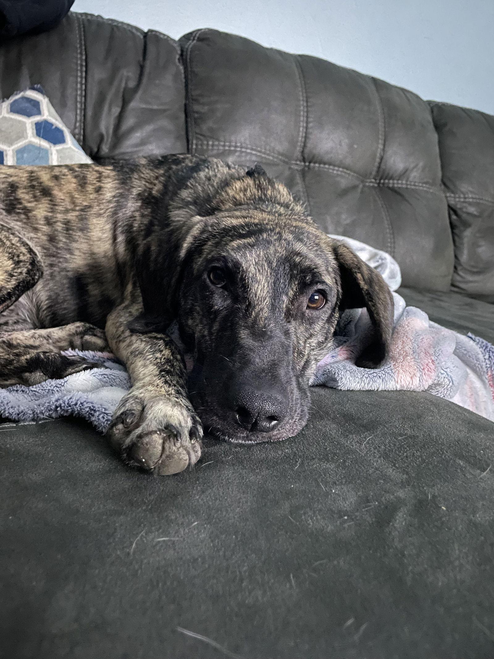 Poptartawesome Family Dog For