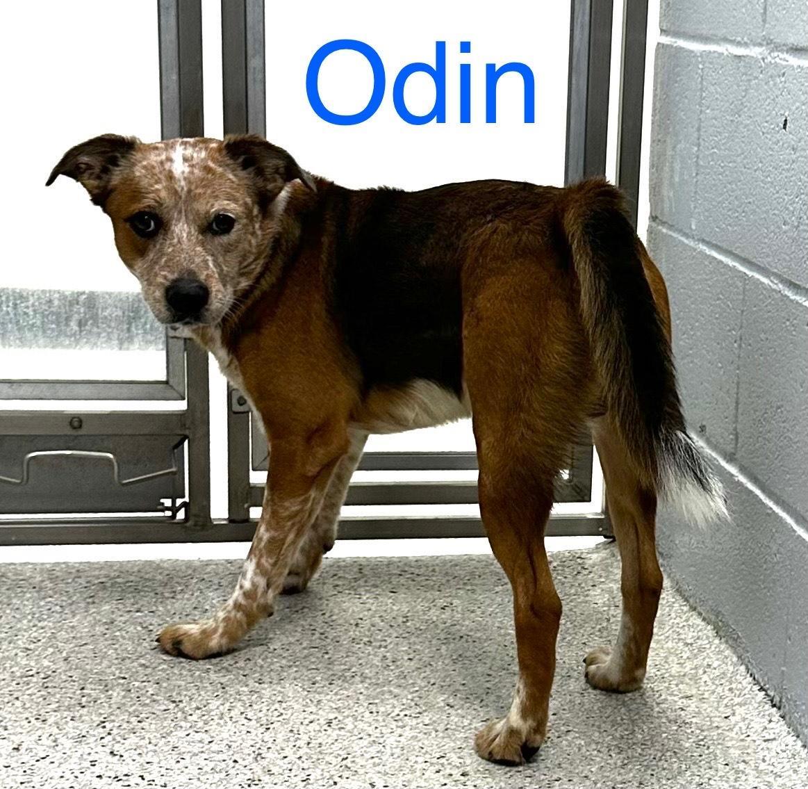 Odin