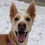 An adult medium-sized female Yellow / Tan / Blond / Fawn Siberian Husky dog named Talia for adoption in Dodgeville, WI