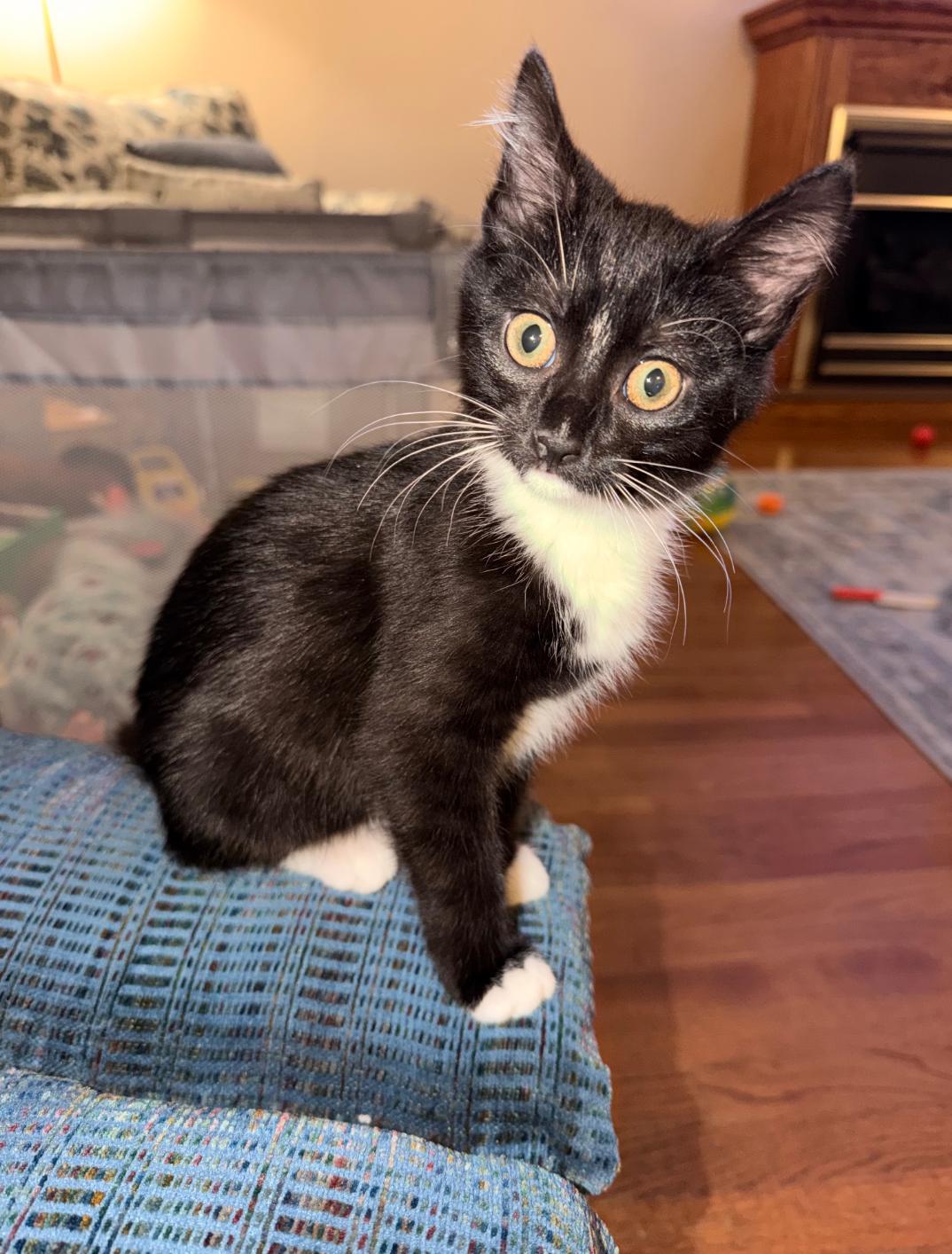 A baby medium-sized female Black & White / Tuxedo Tuxedo cat named Eleven & Hopper for adoption in Maryville, TN