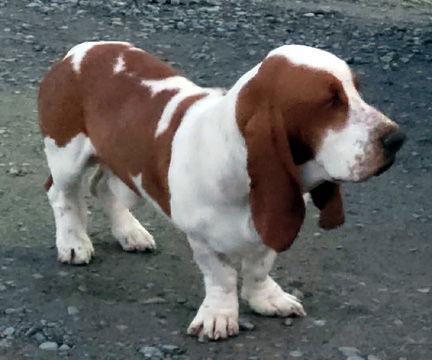 A young medium-sized male Basset Hound dog named Copper for adoption in Mays Landing, NJ
