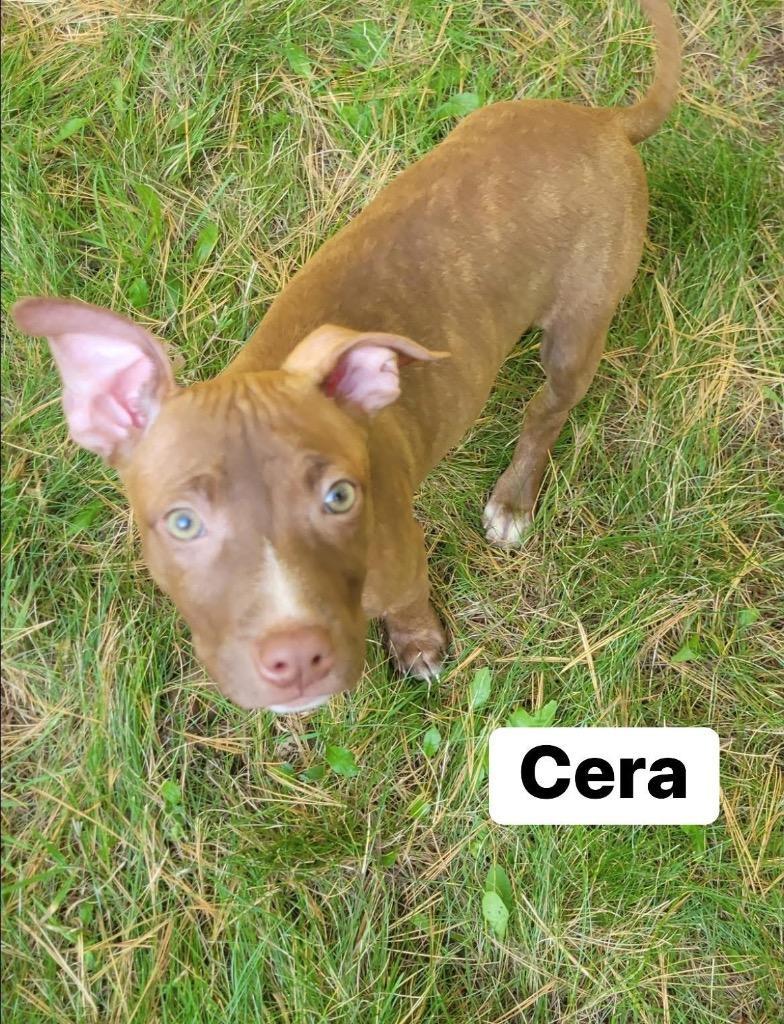 Cera