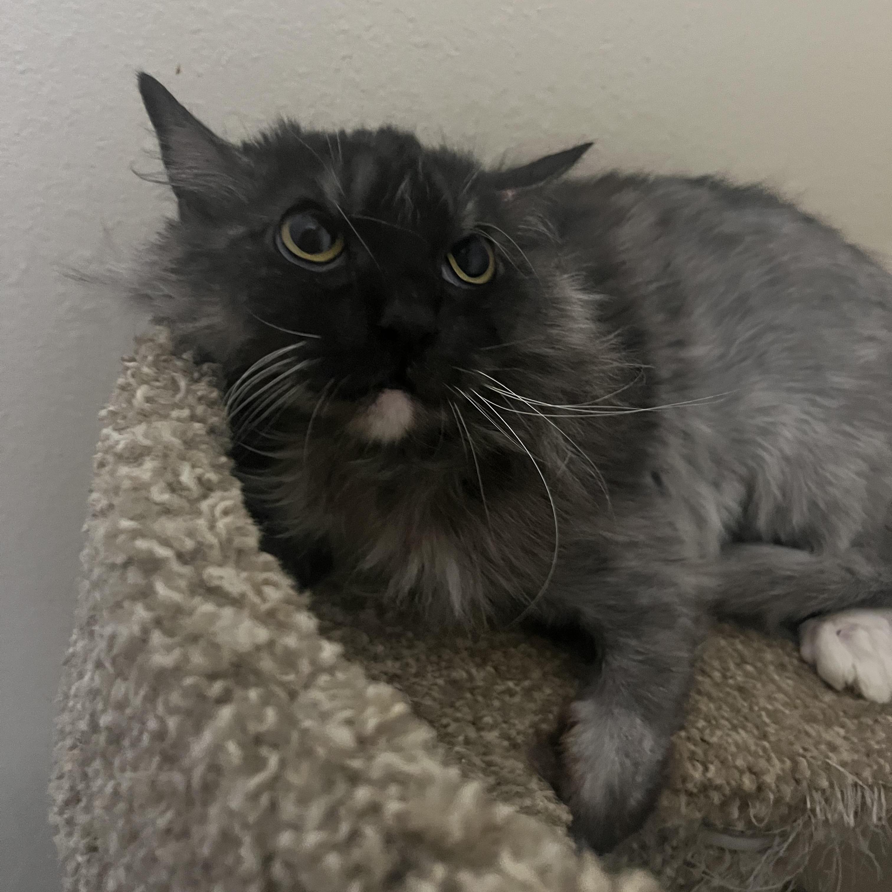 Violet Has Known Hardship