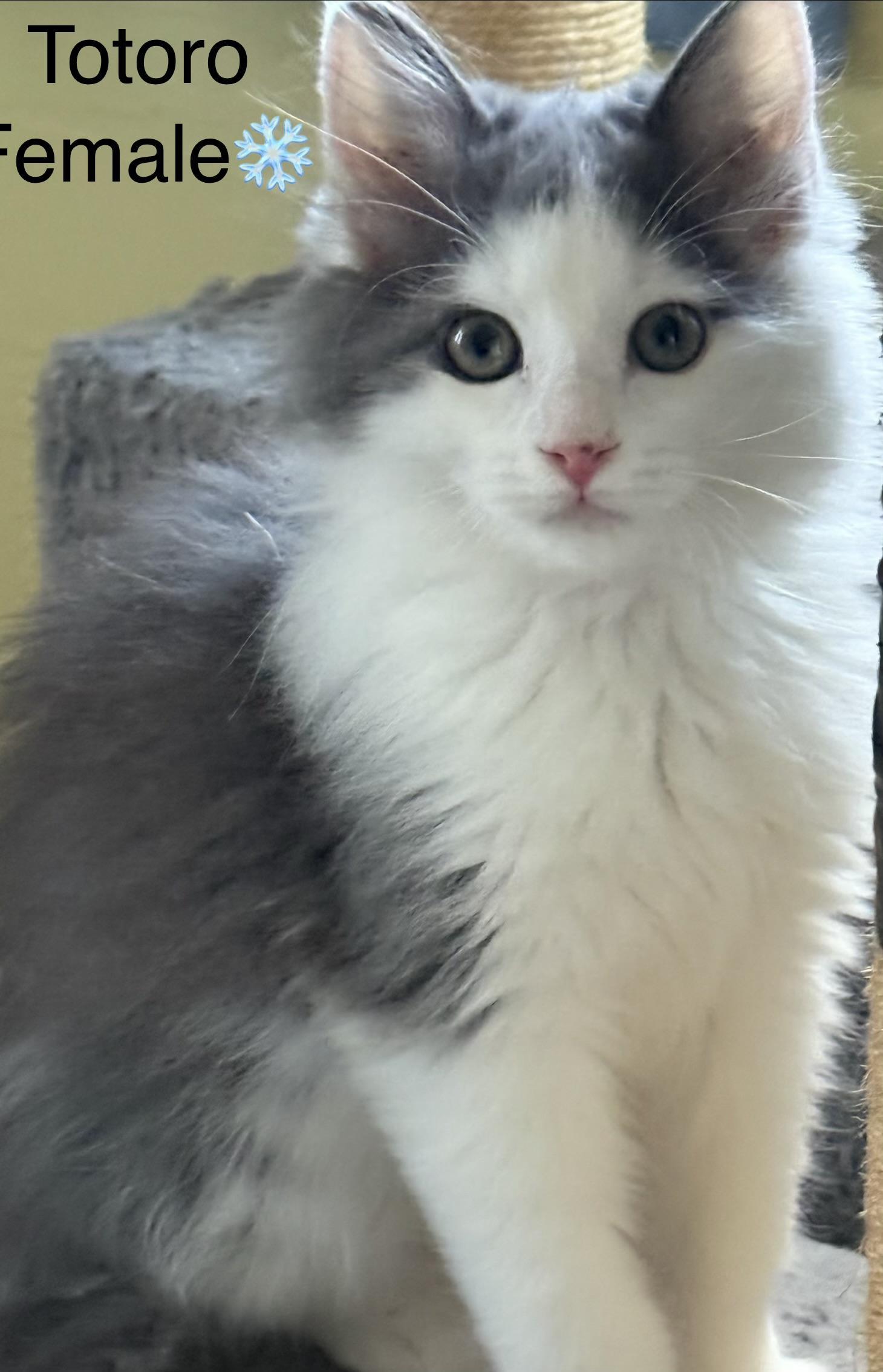 Tiki And Totoro photo 1