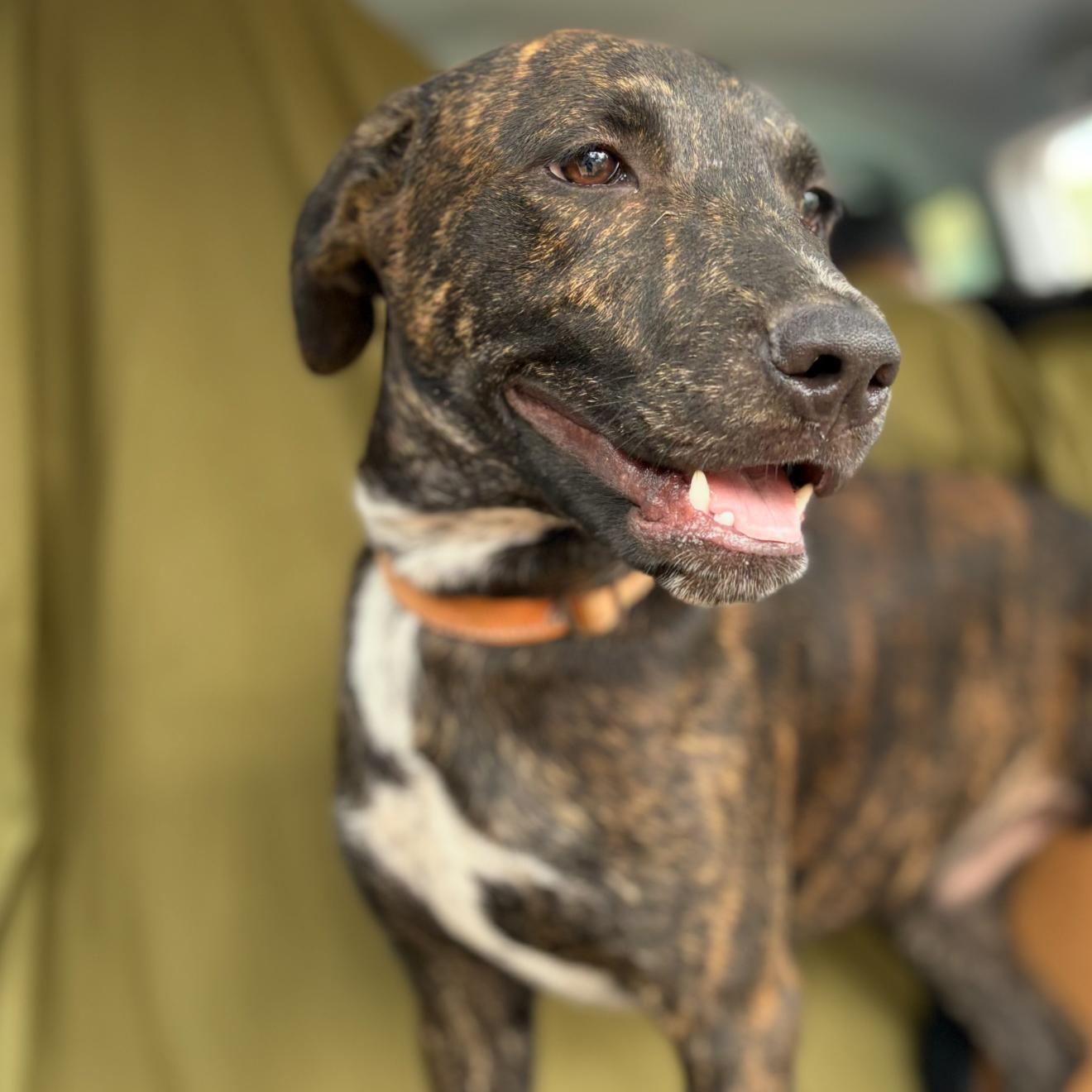 A young large-sized male Plott Hound dog named Rolo for adoption in Queen City, TX