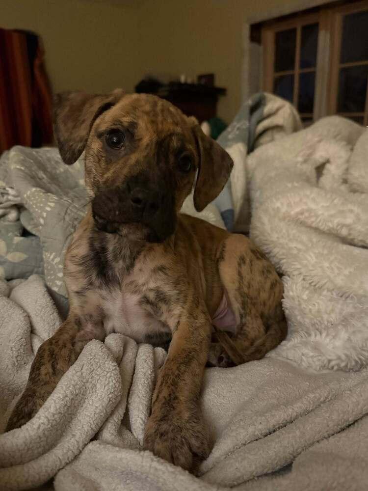 A baby large-sized male Labrador Retriever dog named Holt for adoption in New York, NY