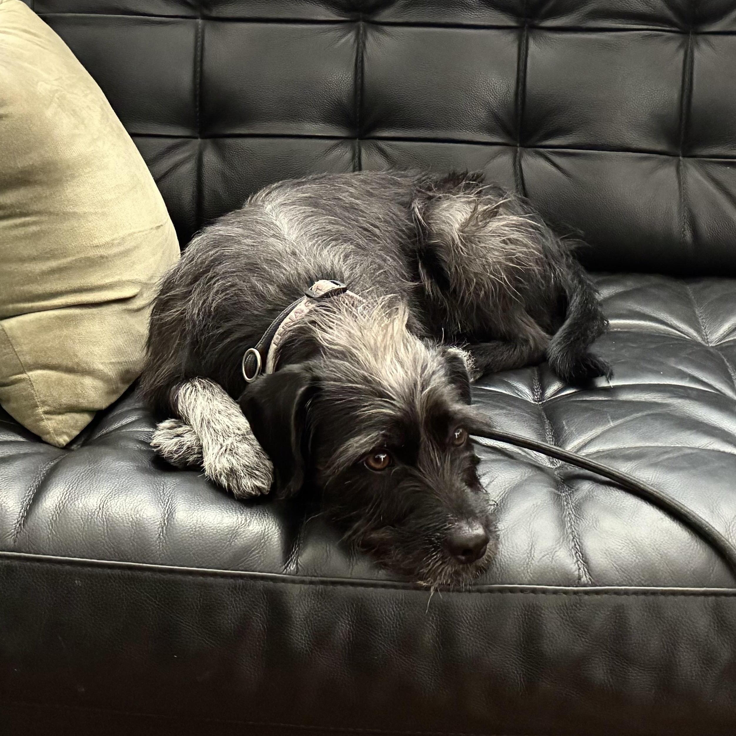 Luna~ Everyoneâs Bestie