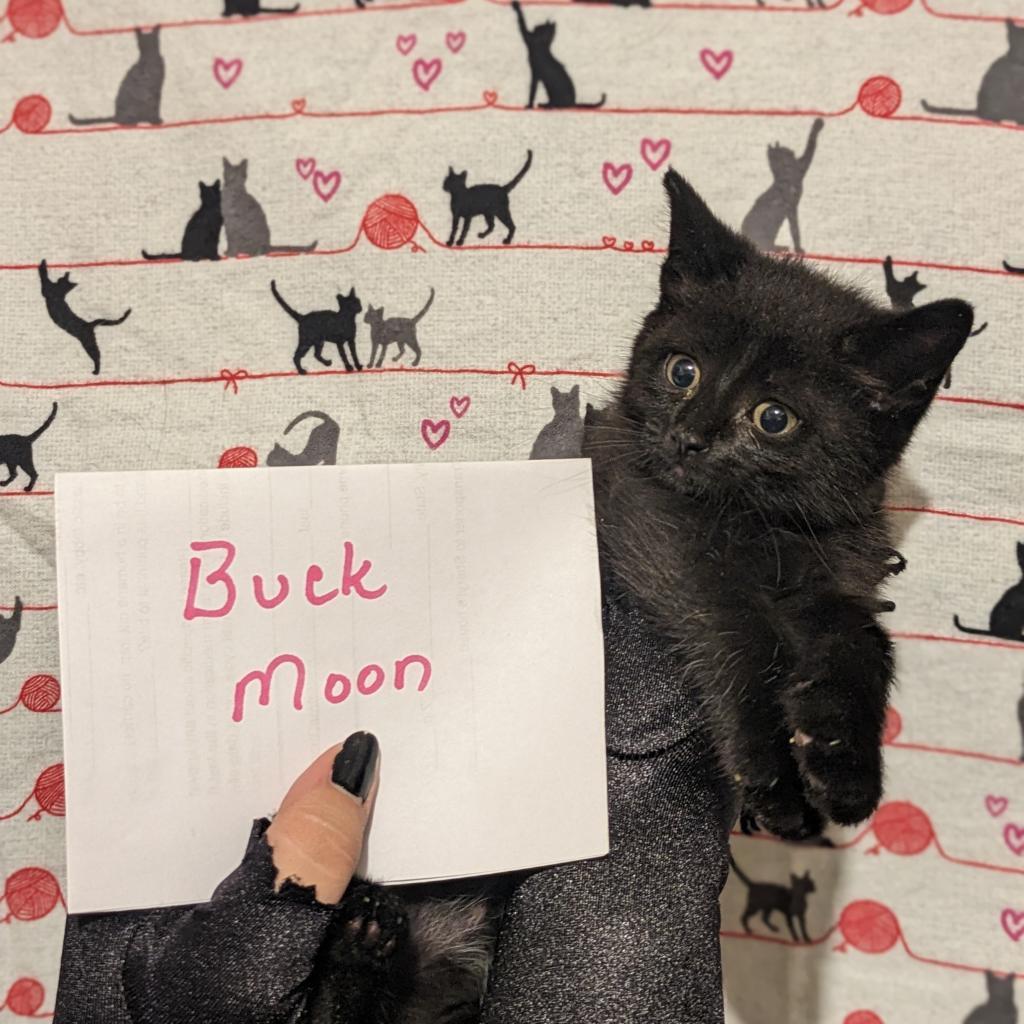 Buck Moon