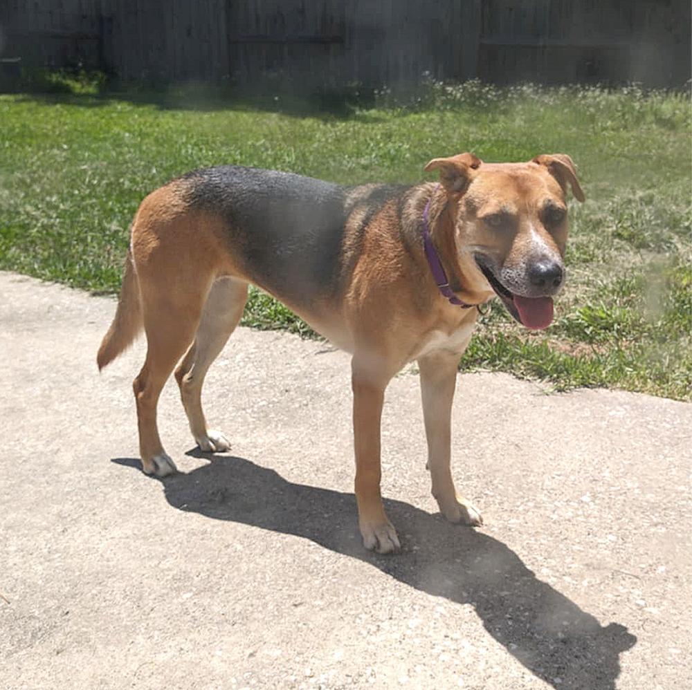 An adult medium-sized female Tricolor (Brown, Black, & White) Mixed Breed dog named Nami for adoption in Longview, TX