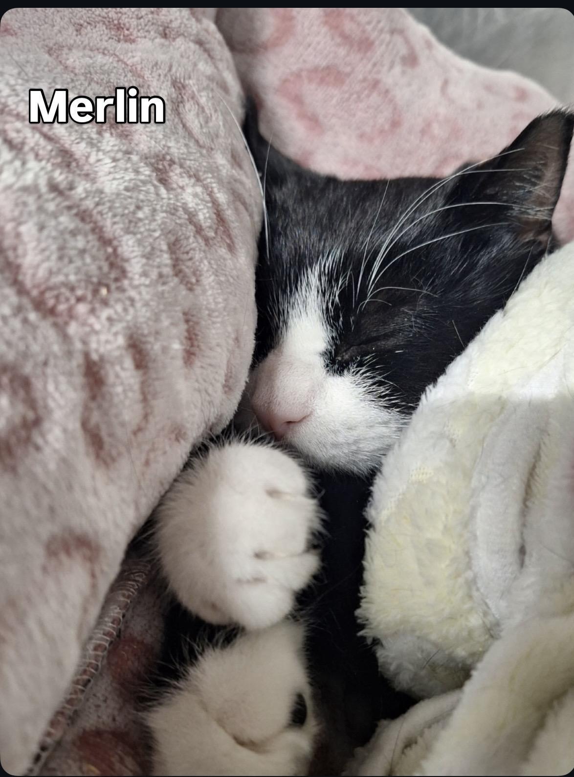 Merlin