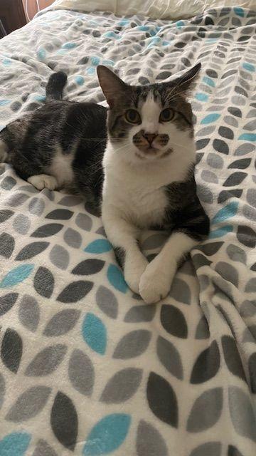 Finn The Entertainer