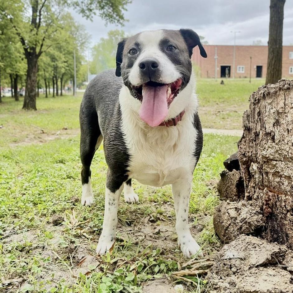 An adult medium-sized female Black McNab dog named Freckles for adoption in Longview, TX