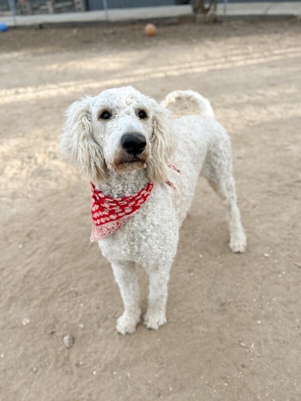 A young medium-sized male Standard Poodle dog named Ken Aka Kevin for adoption in Windsor, CO