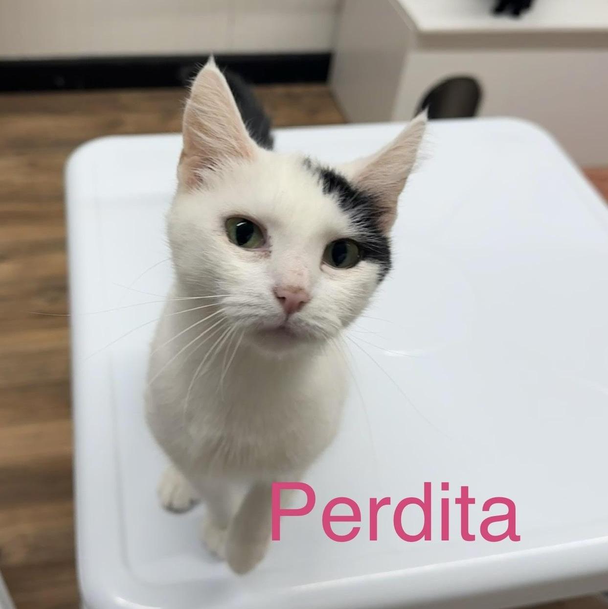 Perdita