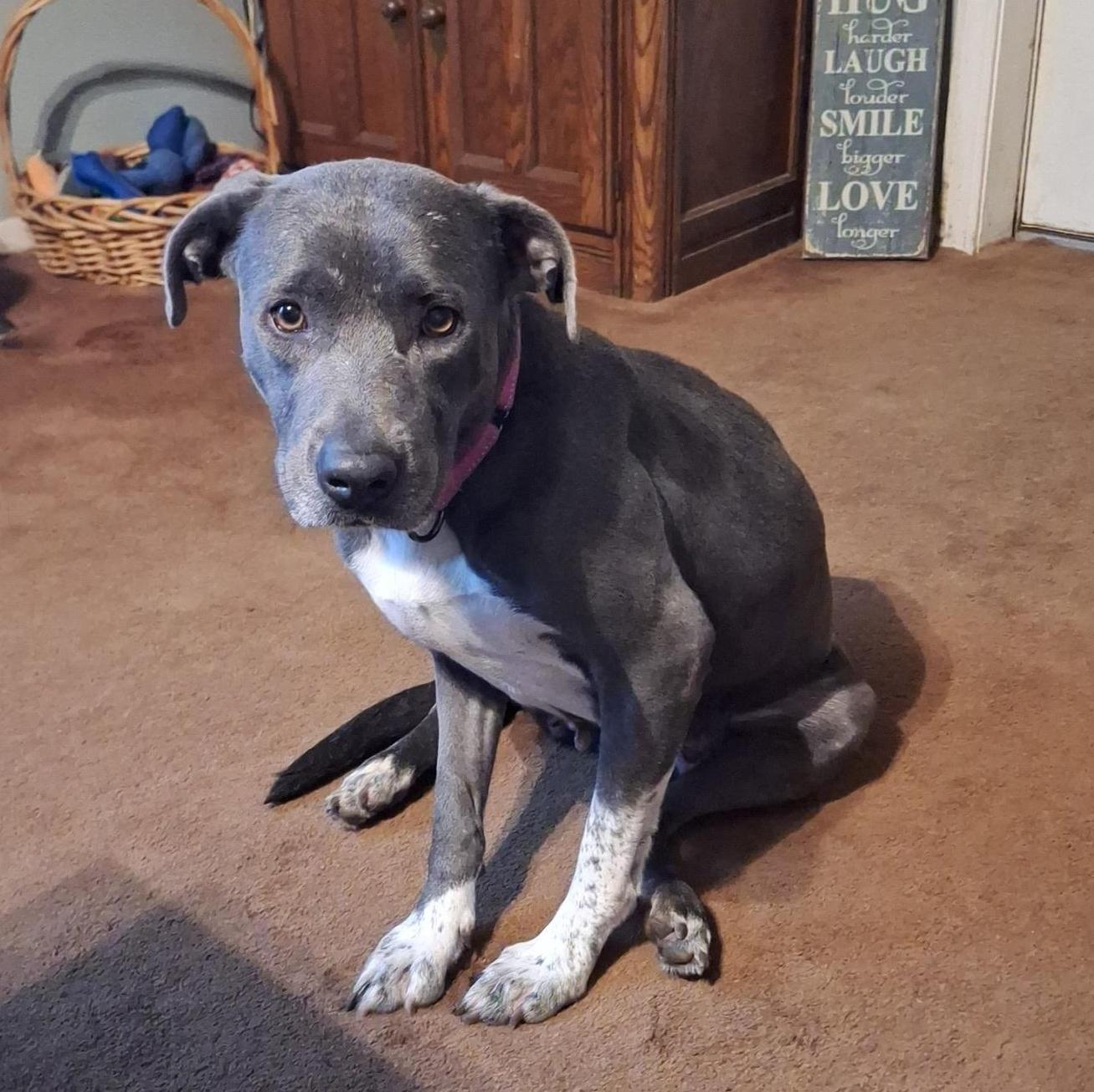 A young medium-sized female Gray / Blue / Silver American Staffordshire Terrier dog named Melody for adoption in Houston, TX