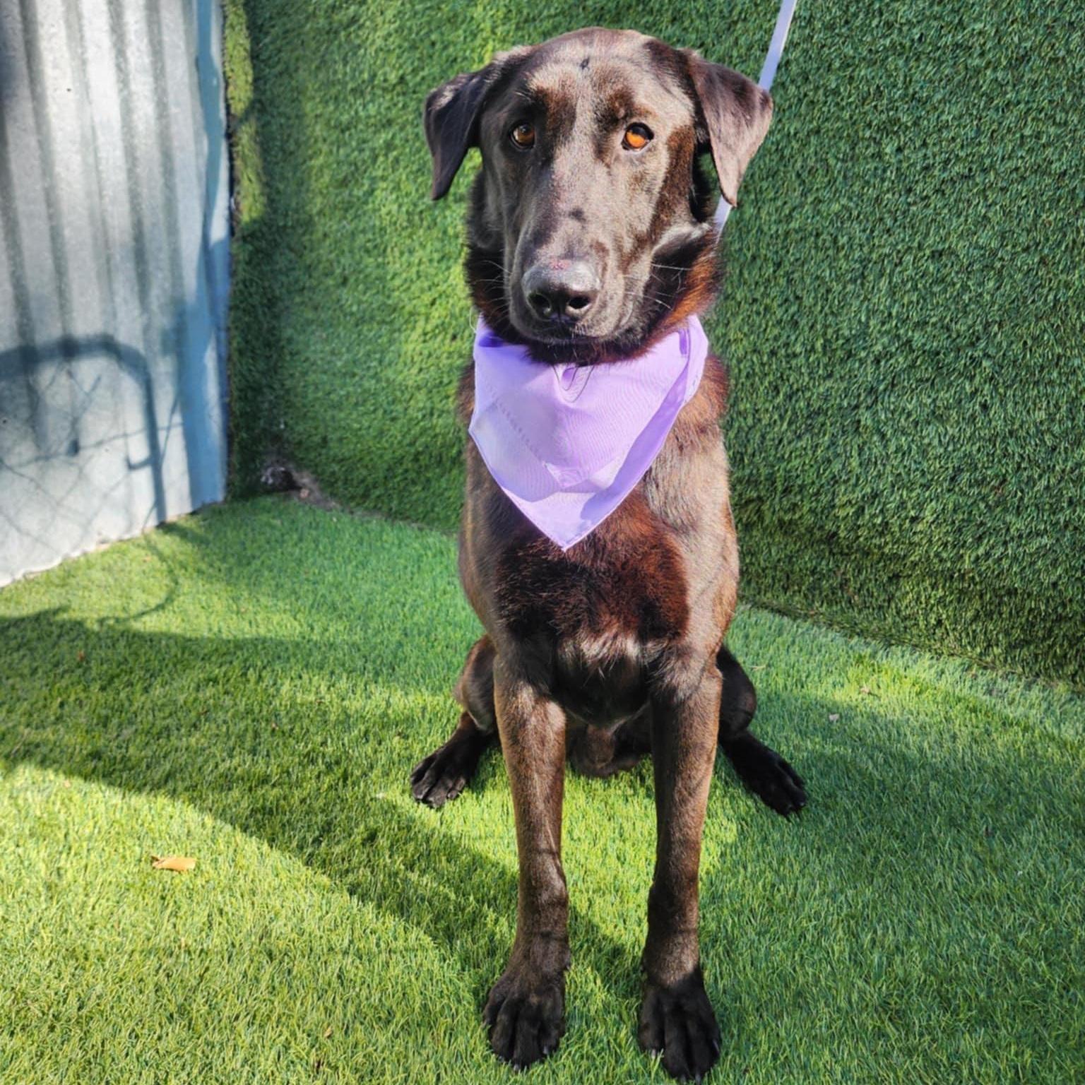 A young medium-sized male Black Labrador Retriever dog named Shadow for adoption in Oak Point, TX