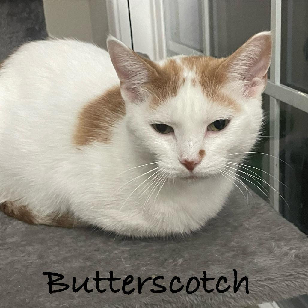 Butterscotch