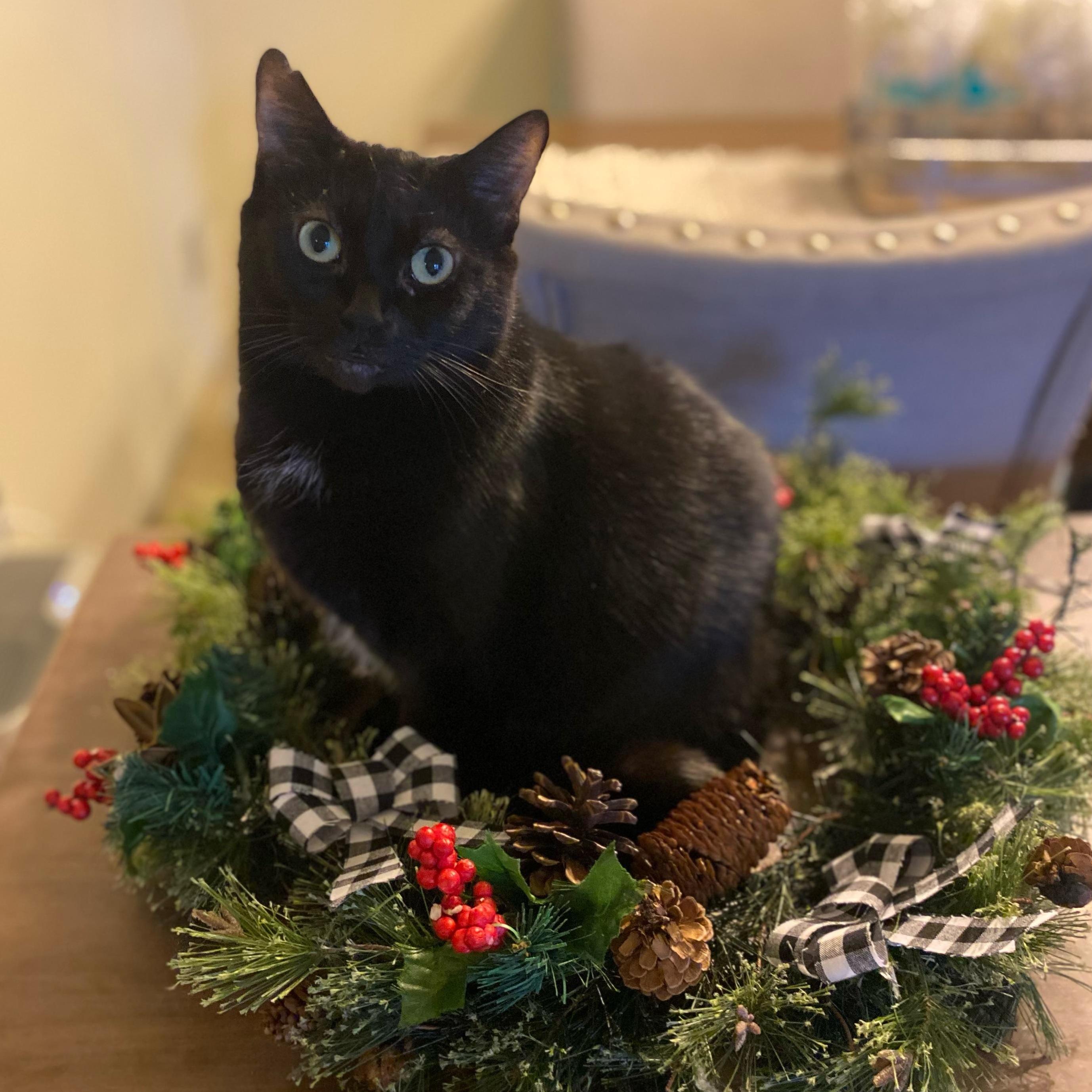 Lady Starkiss @ Family