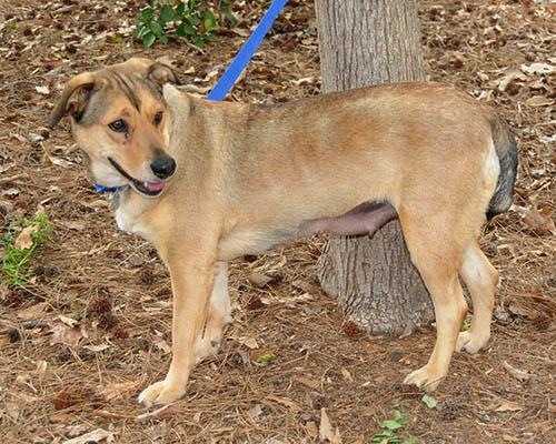An adult medium-sized female Yellow / Tan / Blond / Fawn Shepherd dog named Cookie for adoption in Lake Wylie, SC