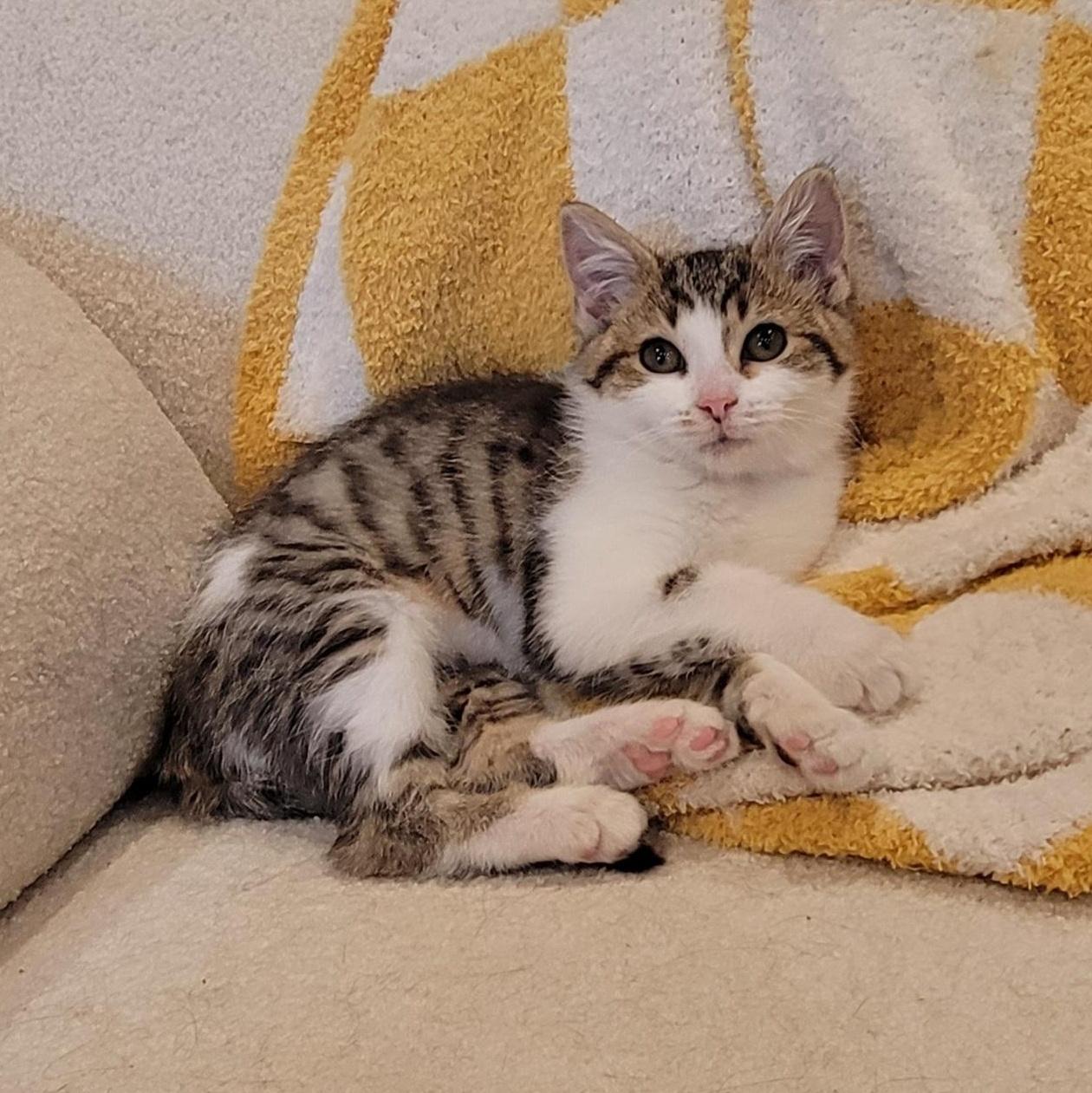 A baby medium-sized female Domestic Short Hair cat named Suzi Q for adoption in Wyandotte, MI