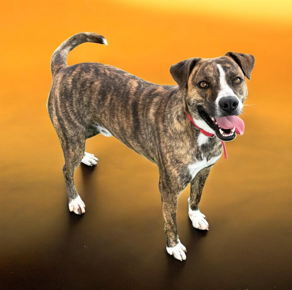 An adult medium-sized male Brindle Labrador Retriever dog named Rylee for adoption in Kenedy, TX