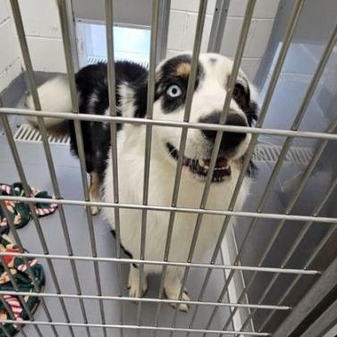An adult medium-sized male White / Cream Australian Shepherd dog named Ozzy for adoption in Alexandria, VA