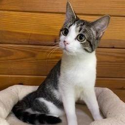 A baby medium-sized female Tabby (Gray / Blue / Silver) Tabby cat named Luna Lovegood for adoption in Southern Pines, NC