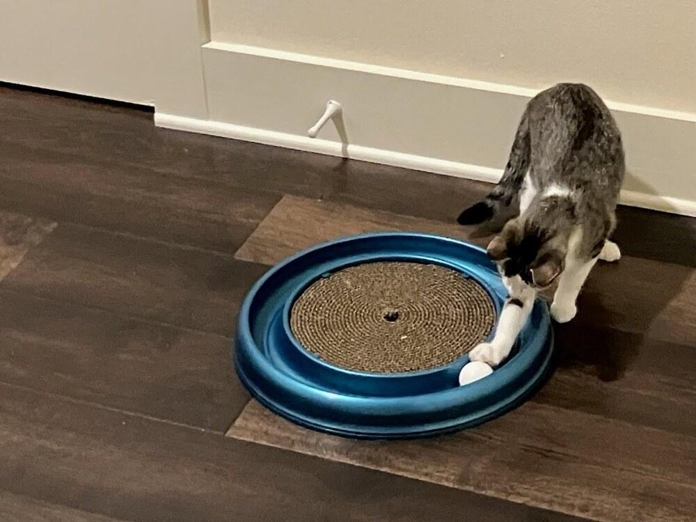 Princess Bonnibel Bubblegum